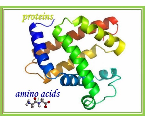 aminokwasy i białka